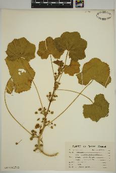 spécimen de Malva neglecta