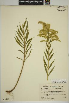 spécimen de Solidago canadensis