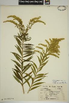 spécimen de Solidago canadensis