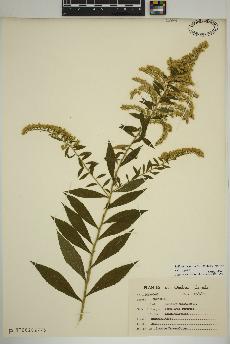 spécimen de Solidago rugosa