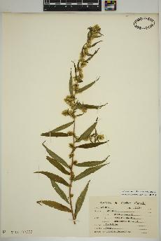 spécimen de Solidago caesia