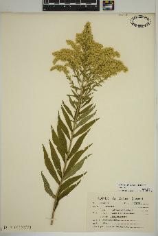 spécimen de Solidago altissima