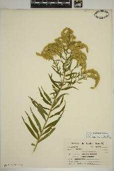 spécimen de Solidago canadensis