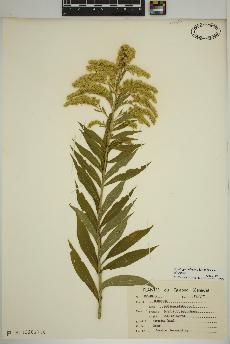 spécimen de Solidago altissima