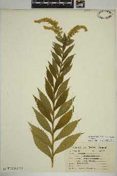 spécimen de Solidago rugosa