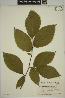 spécimen de Fagus grandifolia