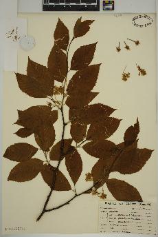 spécimen de Fagus grandifolia