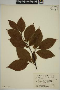 spécimen de Fagus grandifolia