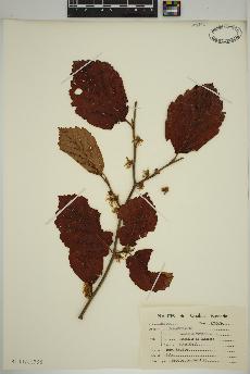 spécimen de Hamamelis virginiana