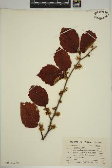 spécimen de Hamamelis virginiana