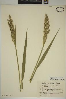 spécimen de Phalaris arundinacea