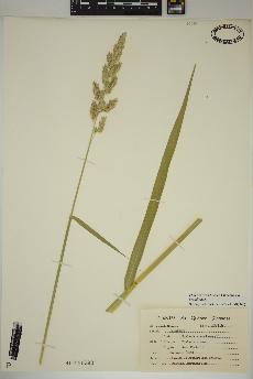 spécimen de Phalaris arundinacea