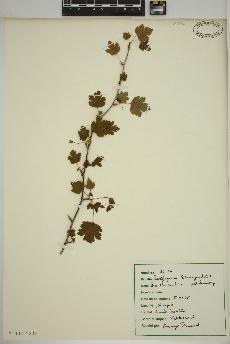 spécimen de Ribes cynosbati