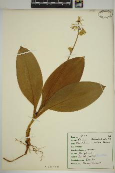 spécimen de Clintonia borealis