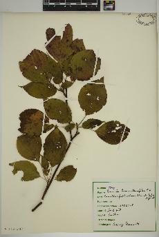 spécimen de Cornus alternifolia