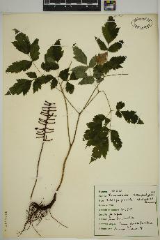 spécimen de Actaea pachypoda