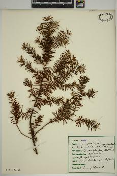 spécimen de Taxus canadensis