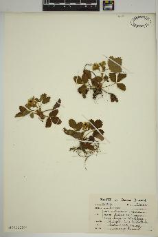 spécimen de Fragaria virginiana