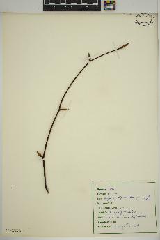 spécimen de Fagus grandifolia
