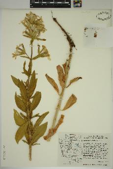 spécimen de Saponaria officinalis