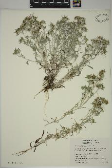 spécimen de Gnaphalium uliginosum