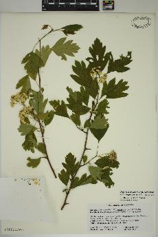 spécimen de Crataegus monogyna