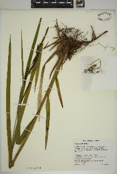 spécimen de Carex amplifolia