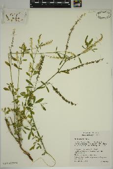 spécimen de Melilotus albus