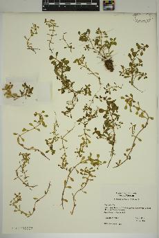 spécimen de Lythrum portula