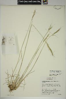 spécimen de Achnatherum lemmonii