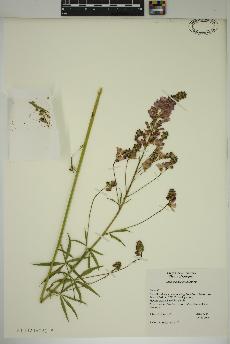 spécimen de Sidalcea nelsoniana