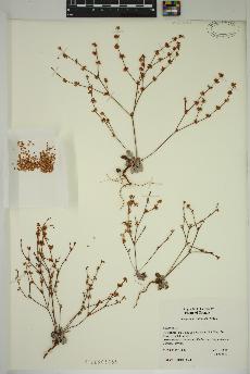 spécimen de Eriogonum vimineum