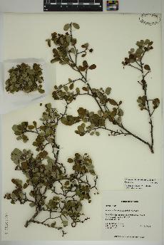 spécimen de Malacomeles denticulata