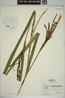 spécimen de Carex amplifolia