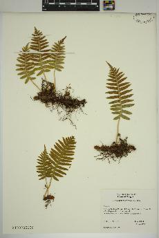 spécimen de Polypodium glycyrrhiza