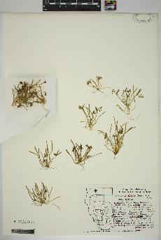 spécimen de Claytonia exigua