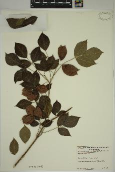 spécimen de Staphylea trifolia