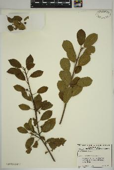 spécimen de Frangula alnus