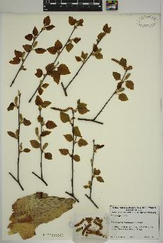 spécimen de Betula nigra