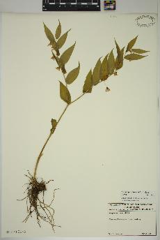 spécimen de Streptopus lanceolatus