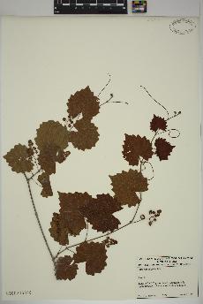 spécimen de Vitis rotundifolia