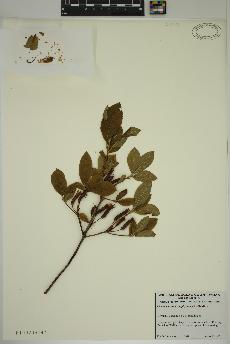 spécimen de Rhododendron prinophyllum