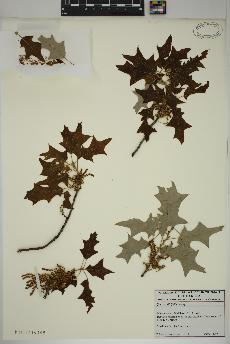 spécimen de Quercus ilicifolia