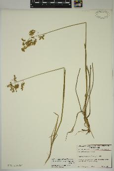 spécimen de Anthoxanthum nitens