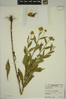 spécimen de Helenium autumnale