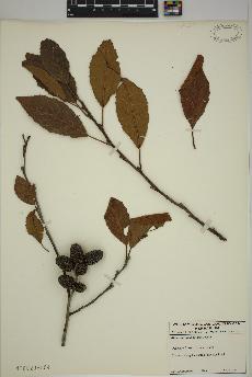 spécimen de Alnus maritima