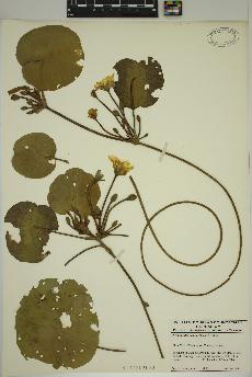 spécimen de Nymphoides peltata