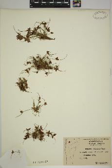 spécimen de Cyperus diandrus