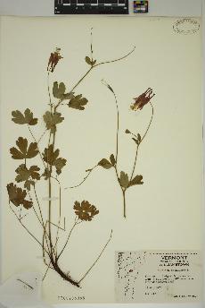 spécimen de Aquilegia canadensis