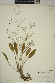 spécimen de Alisma gramineum